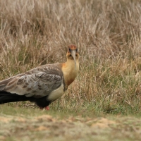 Ibis maskowy - Black-faced Ibis