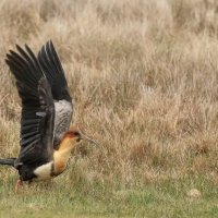 Ibis maskowy - Black-faced Ibis