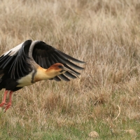 Ibis maskowy - Black-faced Ibis