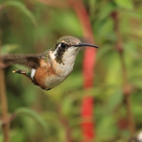 Brzęczek białobrzuchy - White-bellied Woodstar