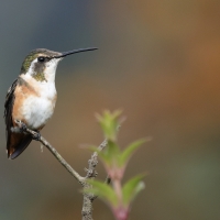 Brzęczek białobrzuchy - White-bellied Woodstar