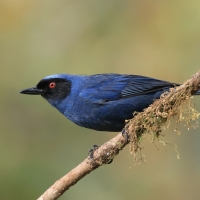 Haczykodziobek maskowy - Masked Flowerpiercer