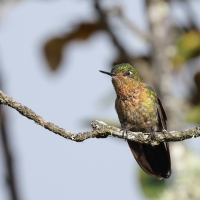 Metalik krasnosterny - Tyrian Metaltail