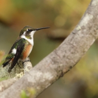 Brzęczek białobrzuchy - White-bellied Woodstar