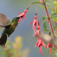 Metalik krasnosterny - Tyrian Metaltail