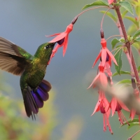 Metalik krasnosterny - Tyrian Metaltail