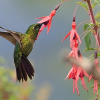 Metalik krasnosterny - Tyrian Metaltail