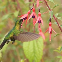 Metalik krasnosterny - Tyrian Metaltail