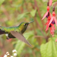Metalik krasnosterny - Tyrian Metaltail