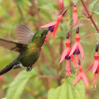 Metalik krasnosterny - Tyrian Metaltail