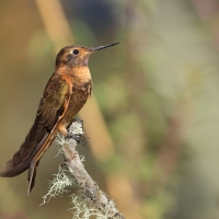 Iskrzyk płomienny - Shining Sunbeam