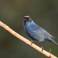 Haczykodziobek maskowy - Masked Flowerpiercer
