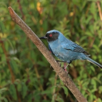 Haczykodziobek maskowy - Masked Flowerpiercer