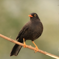 Drozd duży - Great Thrush