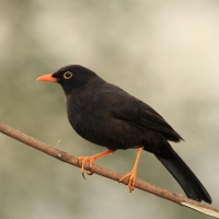 Drozd duży - Great Thrush