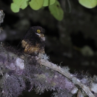 White-throated Screech Owl