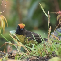 Zaroślak czarnobrody - Black-faced Brush-Finch
