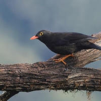 Drozd duży - Great Thrush