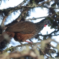 Penelopa andyjska - Andean Guan
