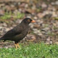 Drozd duży - Great Thrush