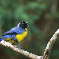 Andotanager kapturowy - Hooded Mountain-Tanager