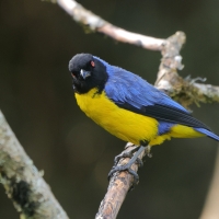 Andotanager kapturowy - Hooded Mountain-Tanager