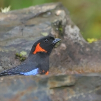 Andagra czerwonoucha - Scarlet-bellied Mountain-Tanager