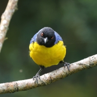 Andotanager kapturowy - Hooded Mountain-Tanager