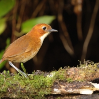 Kusaczka dwubarwna - Red-and-white Antpitta