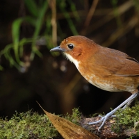 Kusaczka dwubarwna - Red-and-white Antpitta