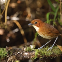 Kusaczka dwubarwna - Red-and-white Antpitta