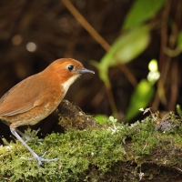 Kusaczka dwubarwna - Red-and-white Antpitta