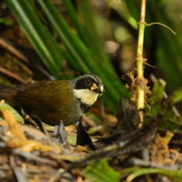 Strojnogłowik szaropręgi - Gray-stripped Brush-Finch