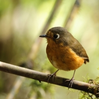 Drobik rdzawopierśny - Rusty-breasted Antpitta