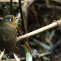 Drobik rdzawopierśny - Rusty-breasted Antpitta