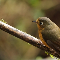 Drobik rdzawopierśny - Rusty-breasted Antpitta