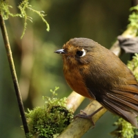 Drobik rdzawopierśny - Rusty-breasted Antpitta