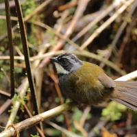 Strojnogłowik szaropręgi - Gray-stripped Brush-Finch