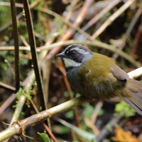 Strojnogłowik szaropręgi - Gray-stripped Brush-Finch