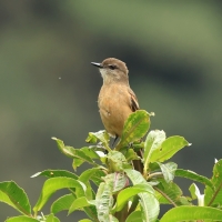 Kopciuch rdzawoskrzydły - Rufous-bellied Bush-Tyrant