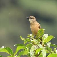 Kopciuch rdzawoskrzydły - Rufous-bellied Bush-Tyrant