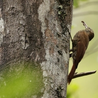Drzewiarz górski - Montane Woodcreeper