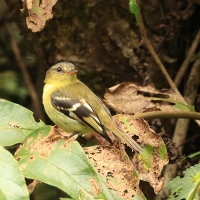 Tyranówka nadobna - Handsome Flycatcher