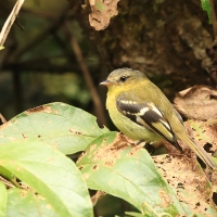 Tyranówka nadobna - Handsome Flycatcher