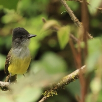 Muchołap czarnodzioby - Short-crested Flycatcher