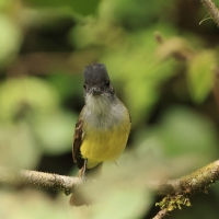 Muchołap czarnodzioby - Short-crested Flycatcher