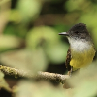 Muchołap czarnodzioby - Short-crested Flycatcher