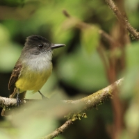 Muchołap ciemnogłowy, Myiarchus tuberculifer, Dusky-capped Flycatcher