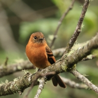 Tyranówka cynamonowa - Cinnamon Flycatcher