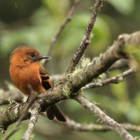 Tyranówka cynamonowa - Cinnamon Flycatcher